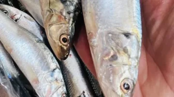 45 جنيه للبلطي.. أسعار الأسماك بكفر الشيخ الإثنين 12 يناير